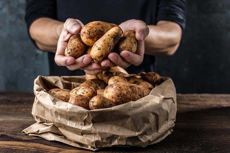 Frische Kartoffeln vom Feld in Sack