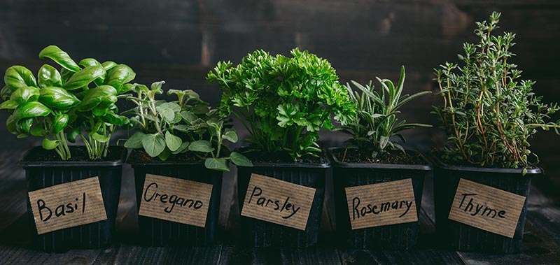 Fresh herbs on the wooden background with copy space.