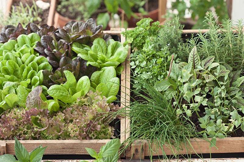 Hochbeete am Balkon mit Kräutern und Salat