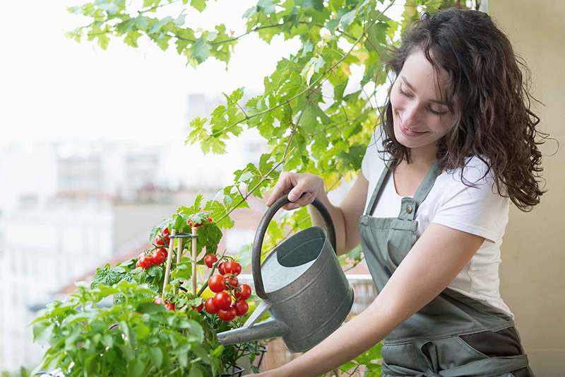 View of a Young woman watering tomatoes on her city balcony garden - Nature and ecology theme