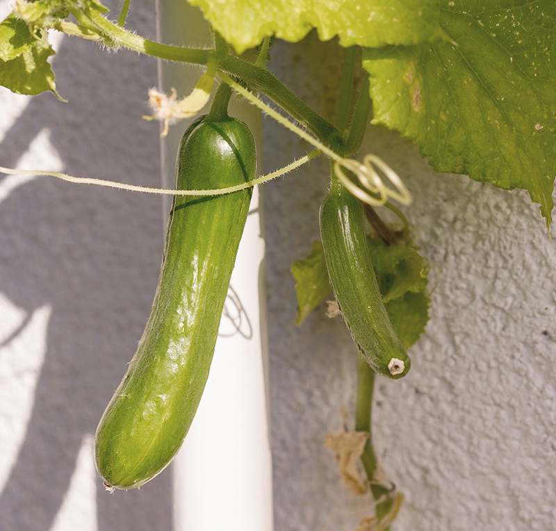 Cucumber Plant growing on a balcony