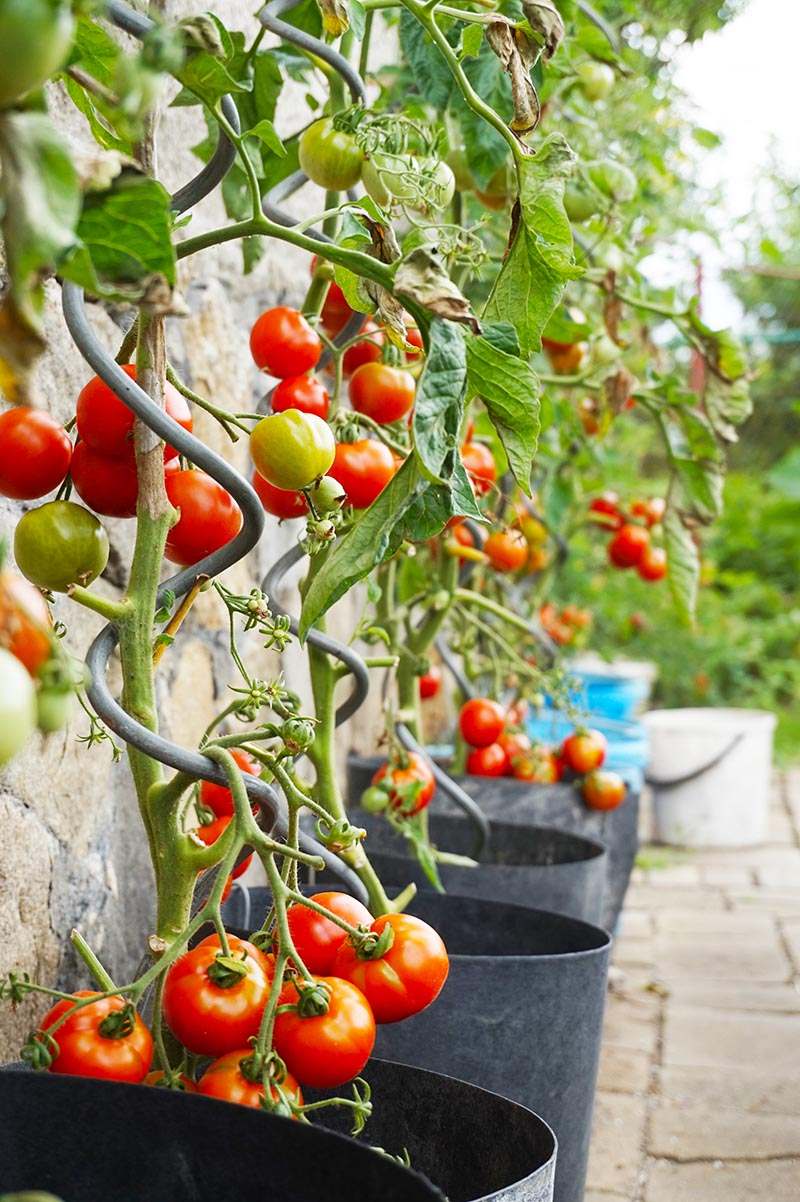 Tomaten auf dem Balkon pflanzen