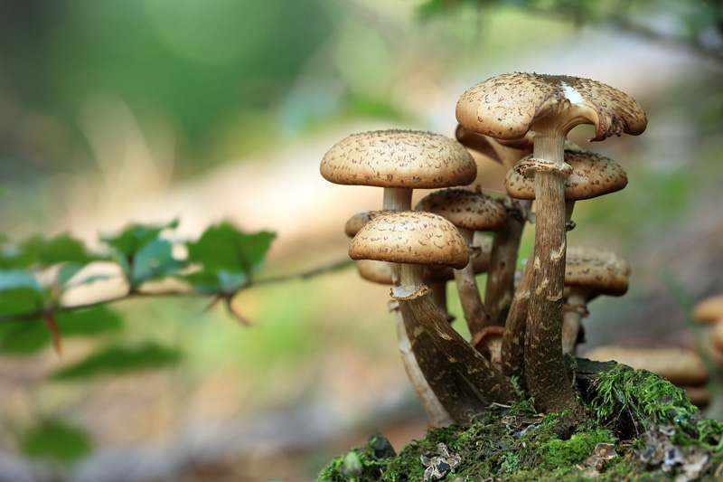 Pilze im Wald, nahaufnahme