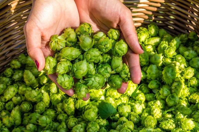 Hopfen in Händen gehalte über einem Korb mit noch mehr Hopfen