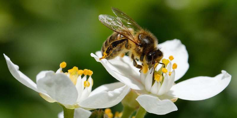 Biene auf einer Blume, die Nektar trinkt