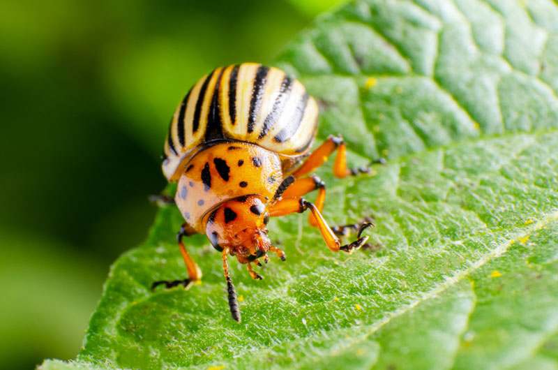 Kartoffelkäfer nahaufnahme auf Blatt