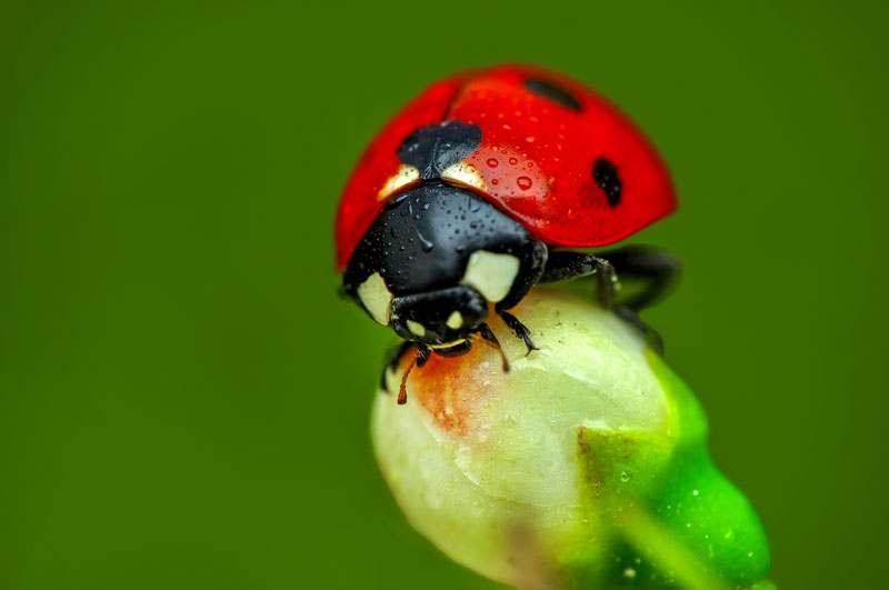 Marienkäfer auf Blumenknospe