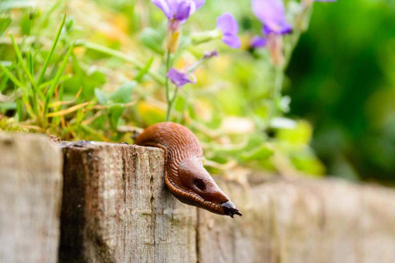 Nacktschnekce am Beetrand