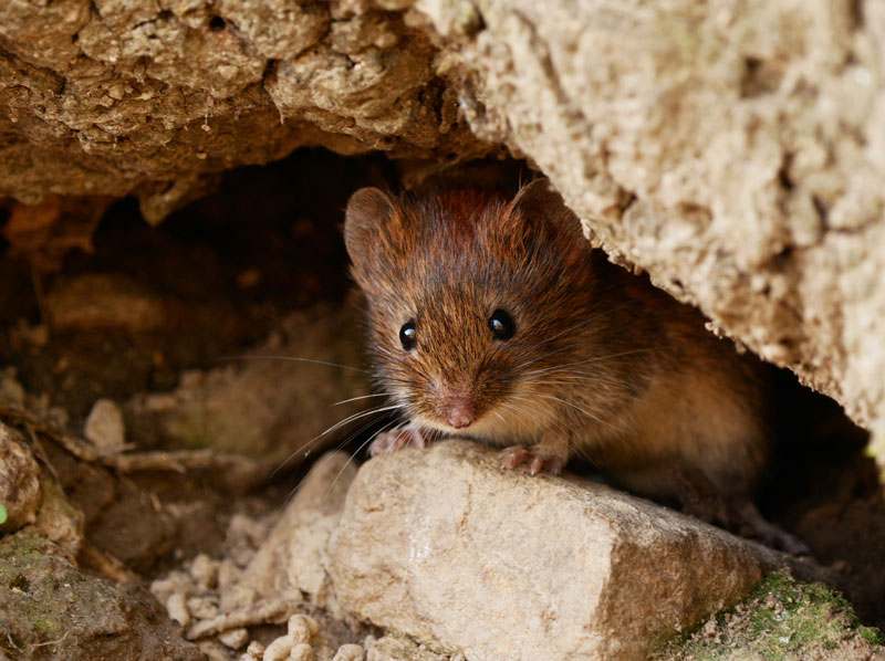 Wühlmaus schaut aus Bau raus