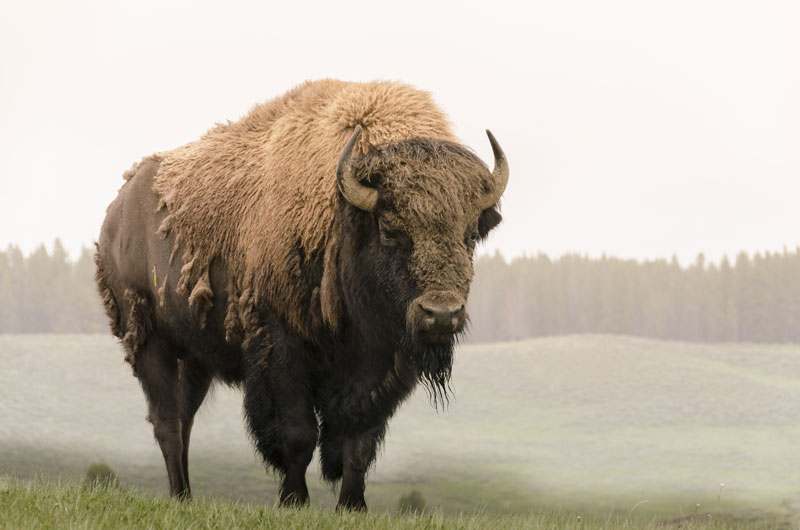 Bison auf der Weide