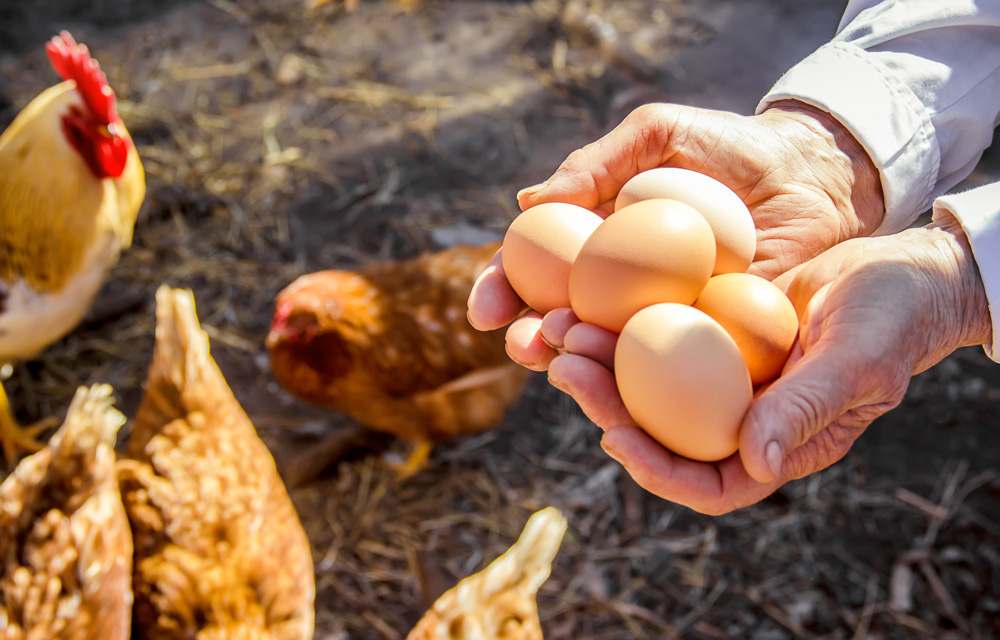 Hühner und Eier