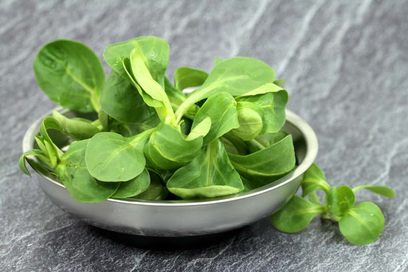 Mausohrsalat, Feldsalat